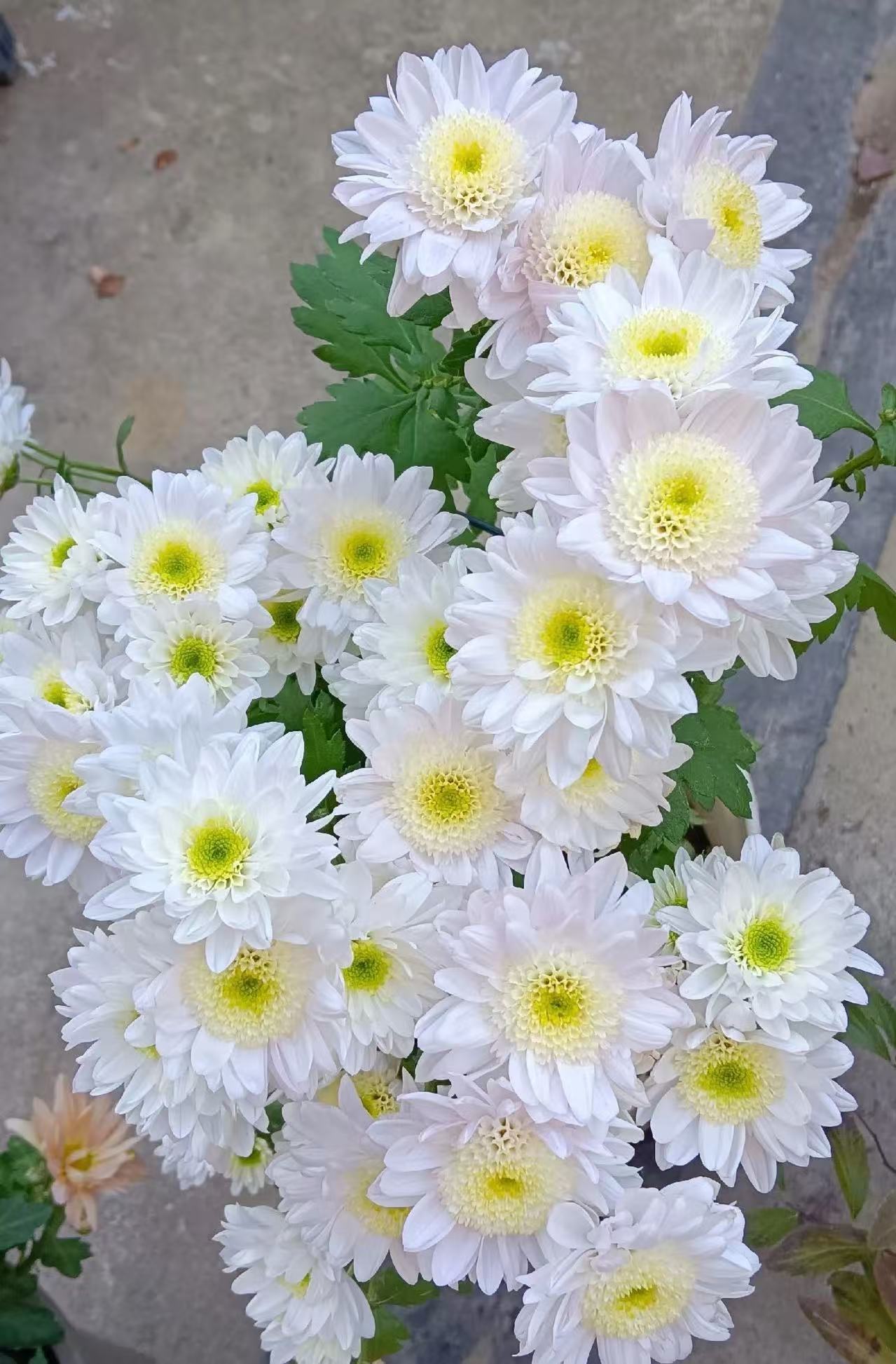 MonaLisa spray white chrysanthemum