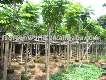 Spathodea campanulata trees