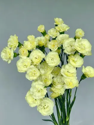 Spray carnation Imagination with Yellow