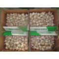 Purchase Normal White Garlic 2020