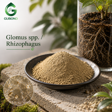 Rhizophagus Mycorrhizal Fungi Powder for Agriculture