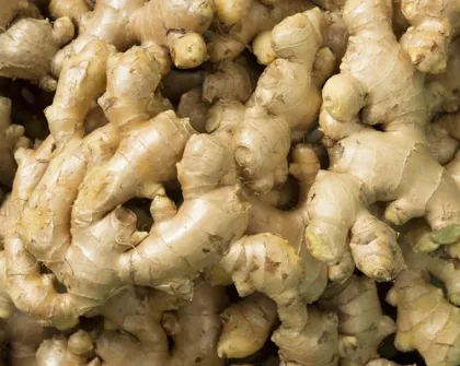 Air Dried Ginger to South Africa Mkt