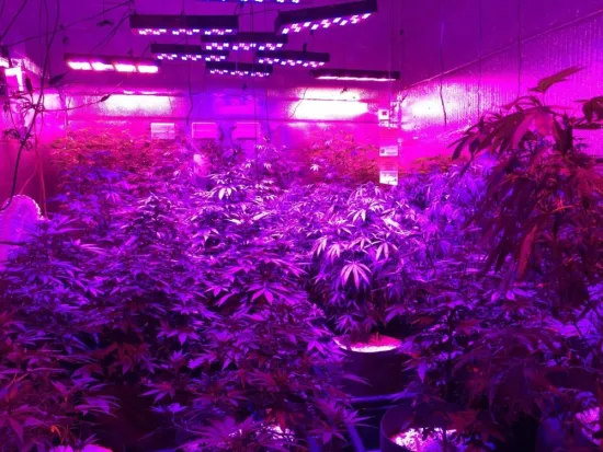 Full spectrum 1000w led grow lights with or without lens