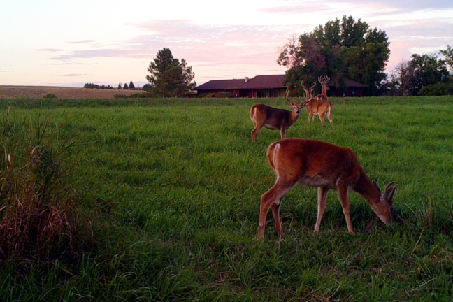 whitetail-habitat-improvements