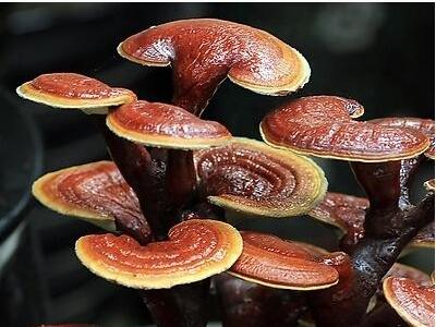 Reishi Mushroom P