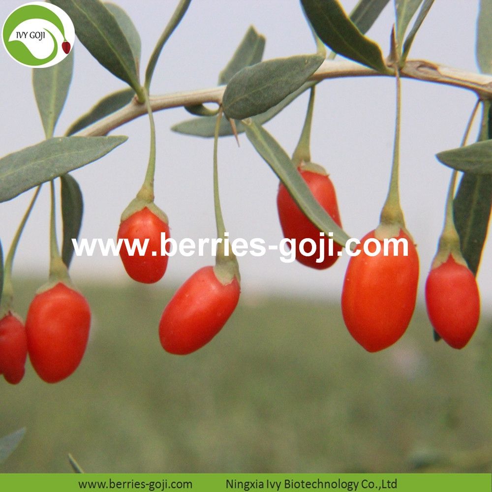 organic goji berry