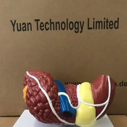 Nature Sized Human Diseased Liver Cancer Structure Model