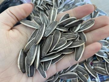 Sunflower seeds 2399 wholesale price