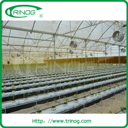 Perfect ventilation tropical greenhouse for tropical area