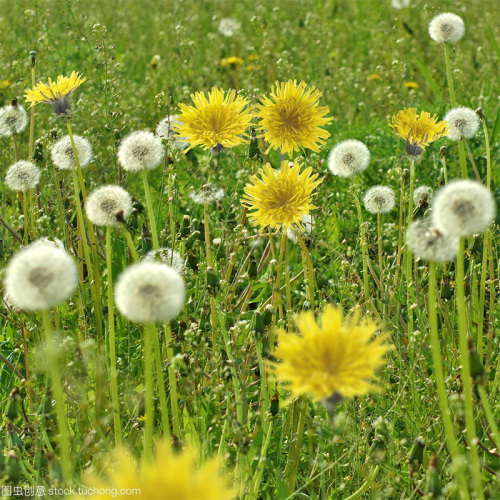 Herbal Medicine Solid Drink 10% dandelion Extract powder Factory