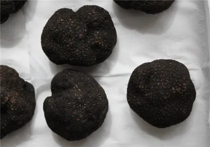 Delicious Wild Black Truffle Mushroom Hot Sale                        
                                                Quality Choice