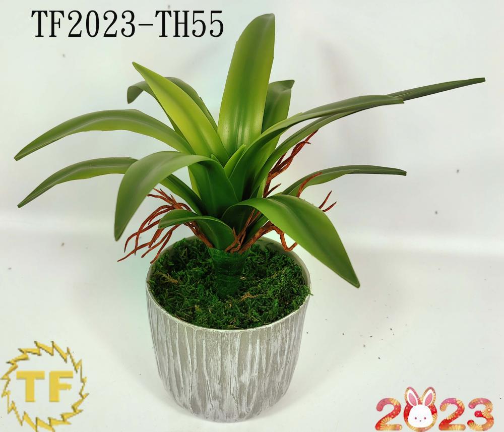 28cm Vanda Orchid leaf x 16 with plastic Pot