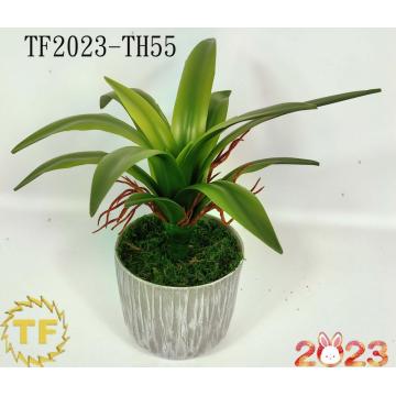 28cm Vanda Orchid leaf x 16 with plastic Pot