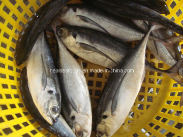 Frozen Scad Fish (200-300)