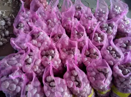 Fresh Vegetable Fresh Garlic