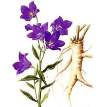 Natural Platycodon Root Extract Campanulaceae Extract