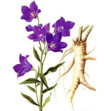 Natural Platycodon Root Extract Campanulaceae Extract