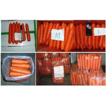 Nutritional Value Organic Carrot Fresh Containing Beta-Caro