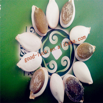 2015 Crop wholesale snow white pumpkin seed