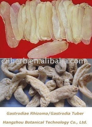 Gastrodiae Rhizoma/Gastrodia Tuber, whole or slice