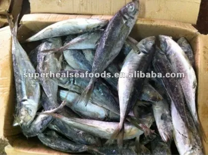 Sea frozen trachurus japonicus Horse mackerel