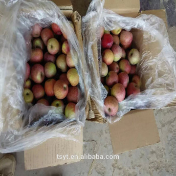 fresh qinguan apple