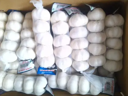 Real orgin jinxiang fresh garlic