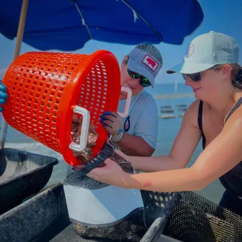 Oyster Baskets - Durable & Efficient Aquaculture Solutions