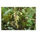 Organic Sophora Tonkinensis Extract for Herbal Wellness Products