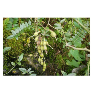 Organic Sophora Tonkinensis Extract for Herbal Wellness Products