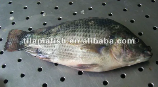 low price frozen tilapia fish gutted and scaled