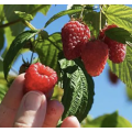 Angereichert mit Raspberry -Wein