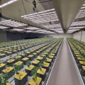 Ιαπωνία Πλήρες φάσμα 600 LED GROW LIGHT