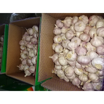 Hot  Sale Normal White Garlic