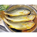 Ikan beku croaker kuning kecil pseudosciaena crocea