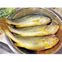 Ikan beku croaker kuning kecil pseudosciaena crocea