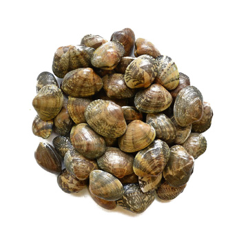 Vendita calda conchiglie di vongole congelate