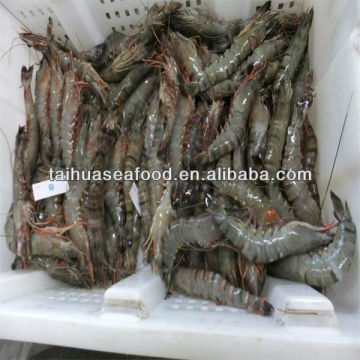 frozen red prawn shrimp