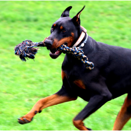 Heavy Duty Dog Rope Toys