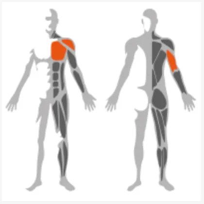 Nice quality equipment Pec Dec Fly with Reverse