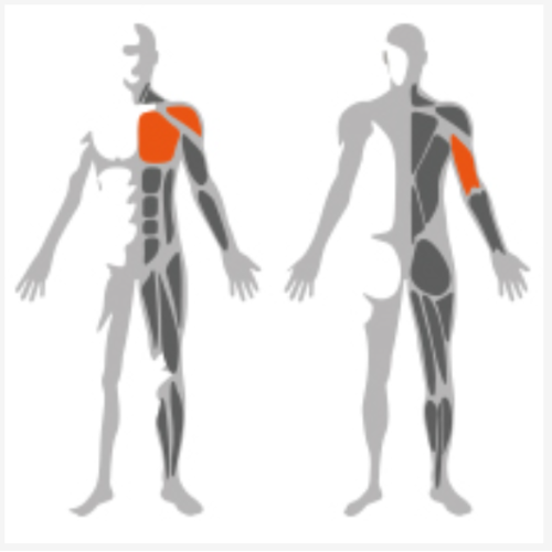 Nice quality equipment Pec Dec Fly with Reverse