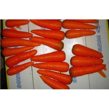 Fresh Crunchy Organic Carrot Health Benifits With Ruddy Sca