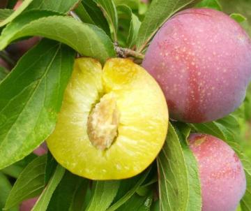 Delicious fruits never heard of