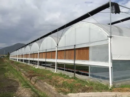 auto forever flowering greenhouse