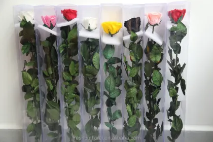 Wholesale Yellow Preserved Roses with Stem - Rainbow