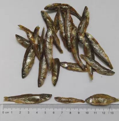 Best healthy cat Treats & cat snacks