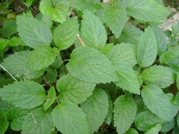 Patchouli Essential Oil 30ml