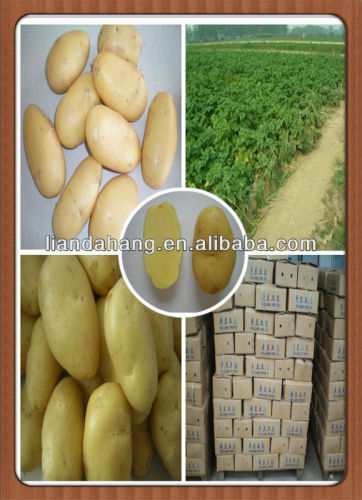 Certificated HALAL/ GAP Holland Potato