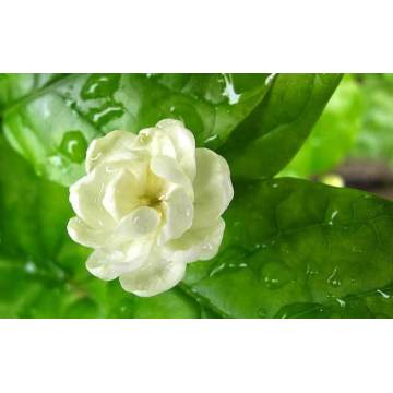 100% pure and natural Jasmine Hydrosol