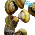 Nachhaltige lebende und rein gefrorene Flussmuscheln